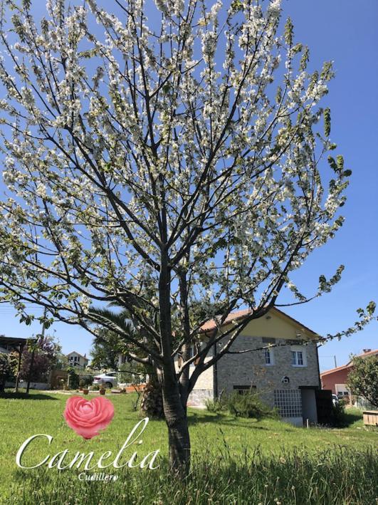 Camelia Casina Rural Villa Albuerne ภายนอก รูปภาพ